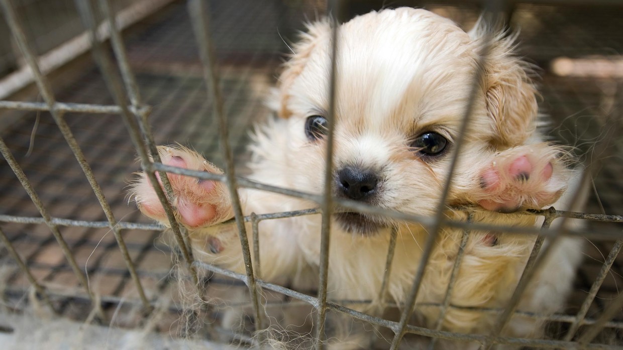 Which state has most puppy mills?