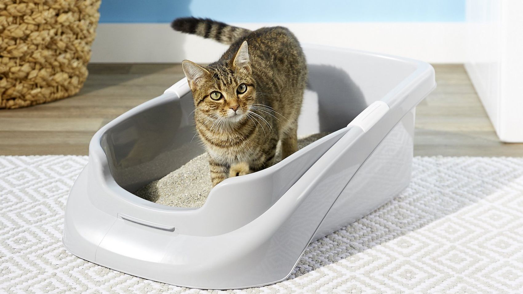 Which type of litter box is best for cats?