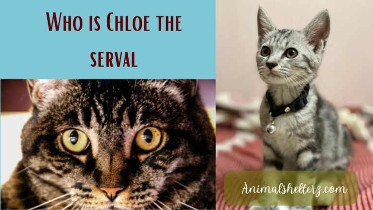 Who is Chloe the serval?
