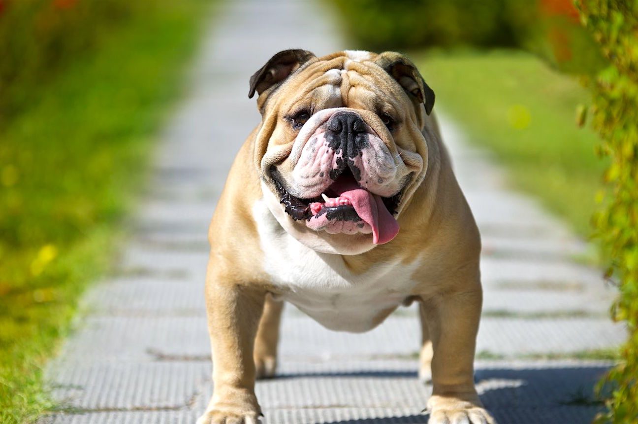 Why Bulldogs are not good pets?
