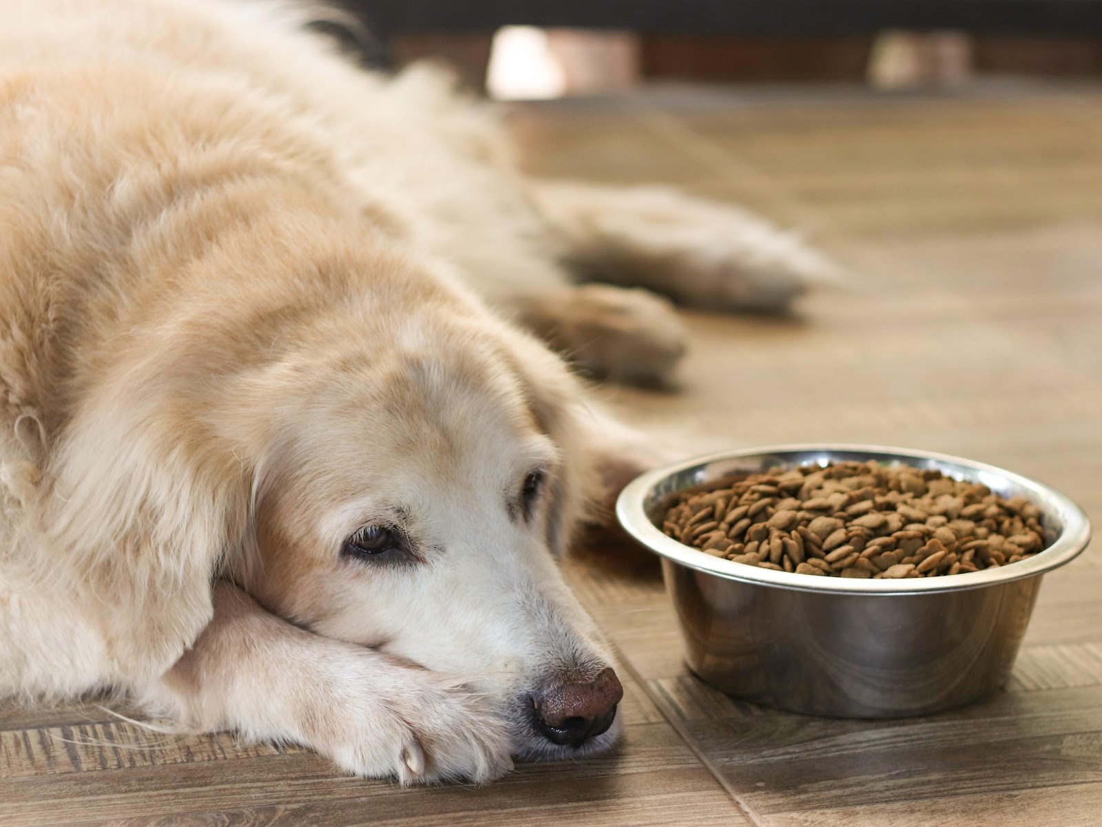 Why can't dogs eat dog food?