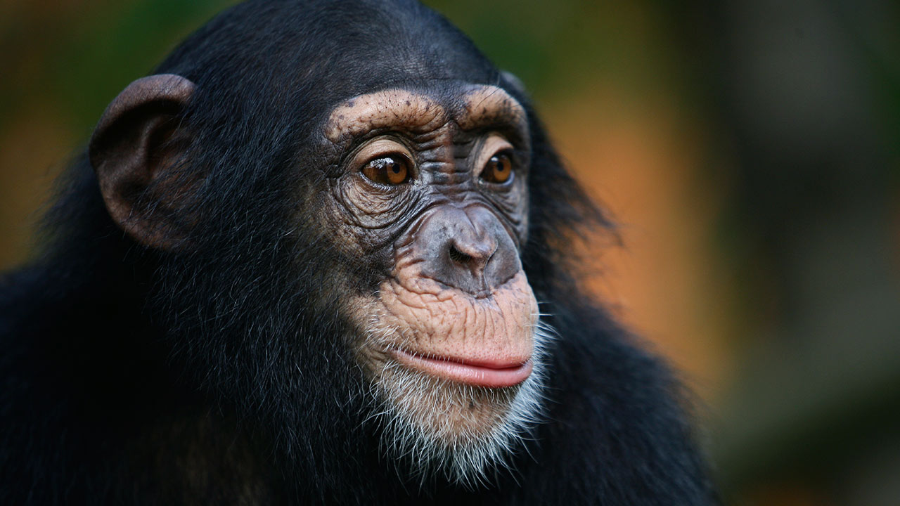 Why chimpanzee is the most intelligent animal?