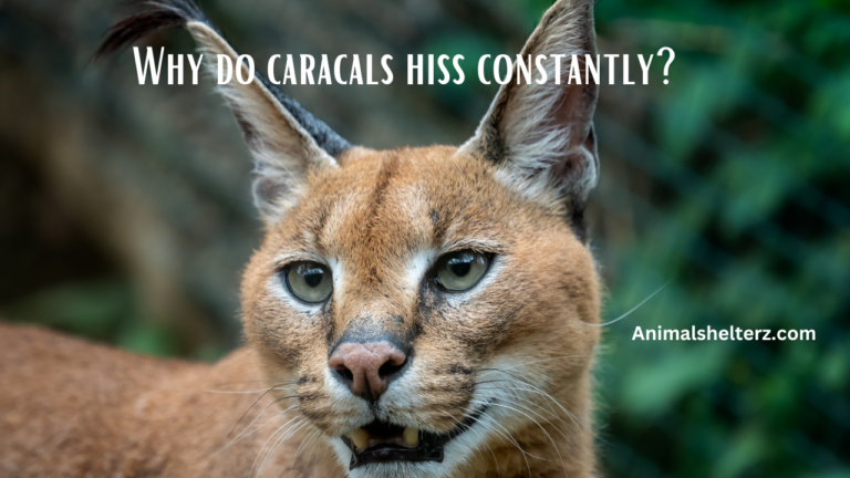 Why do caracals hiss constantly?