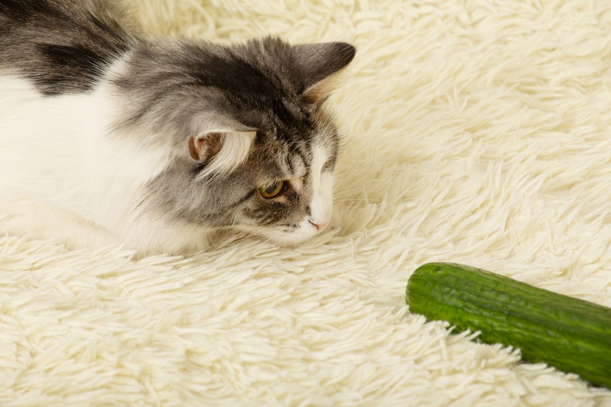 Why do cats jump away from cucumbers?