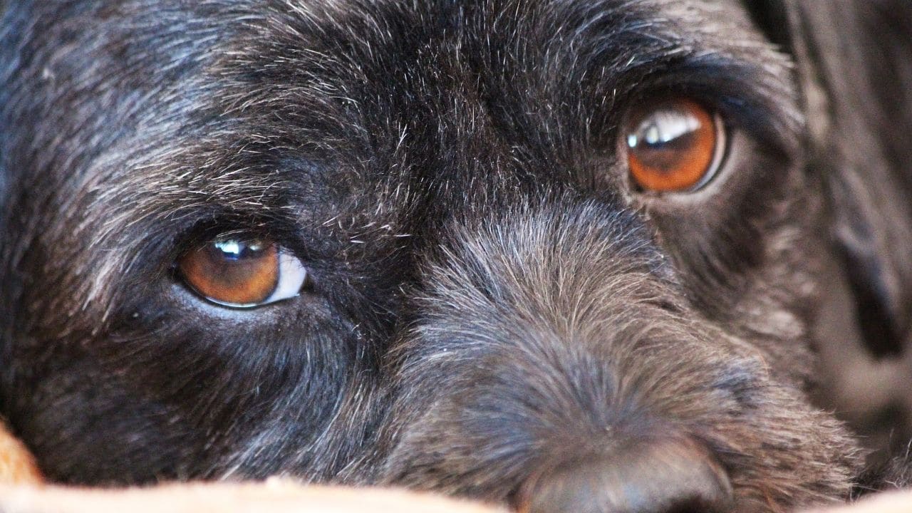 Why do dogs eyes get black underneath?