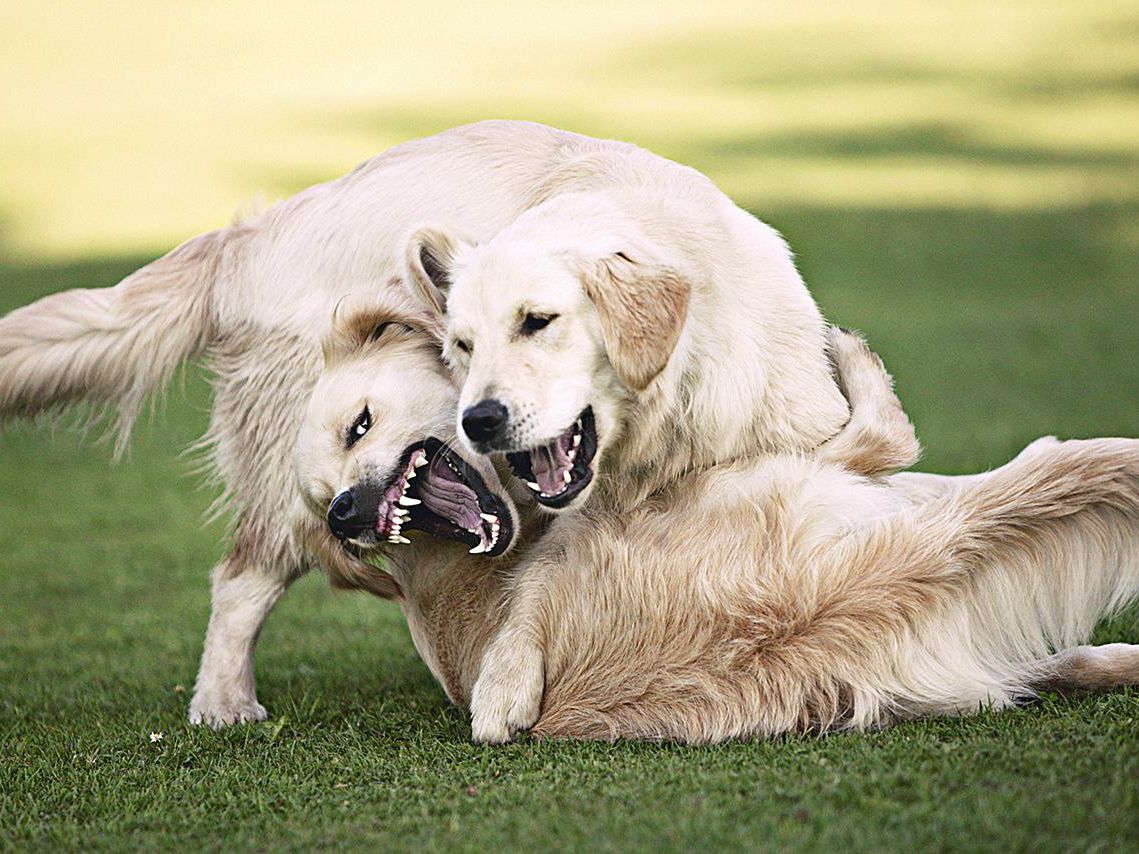 Why do dogs fight when playing?