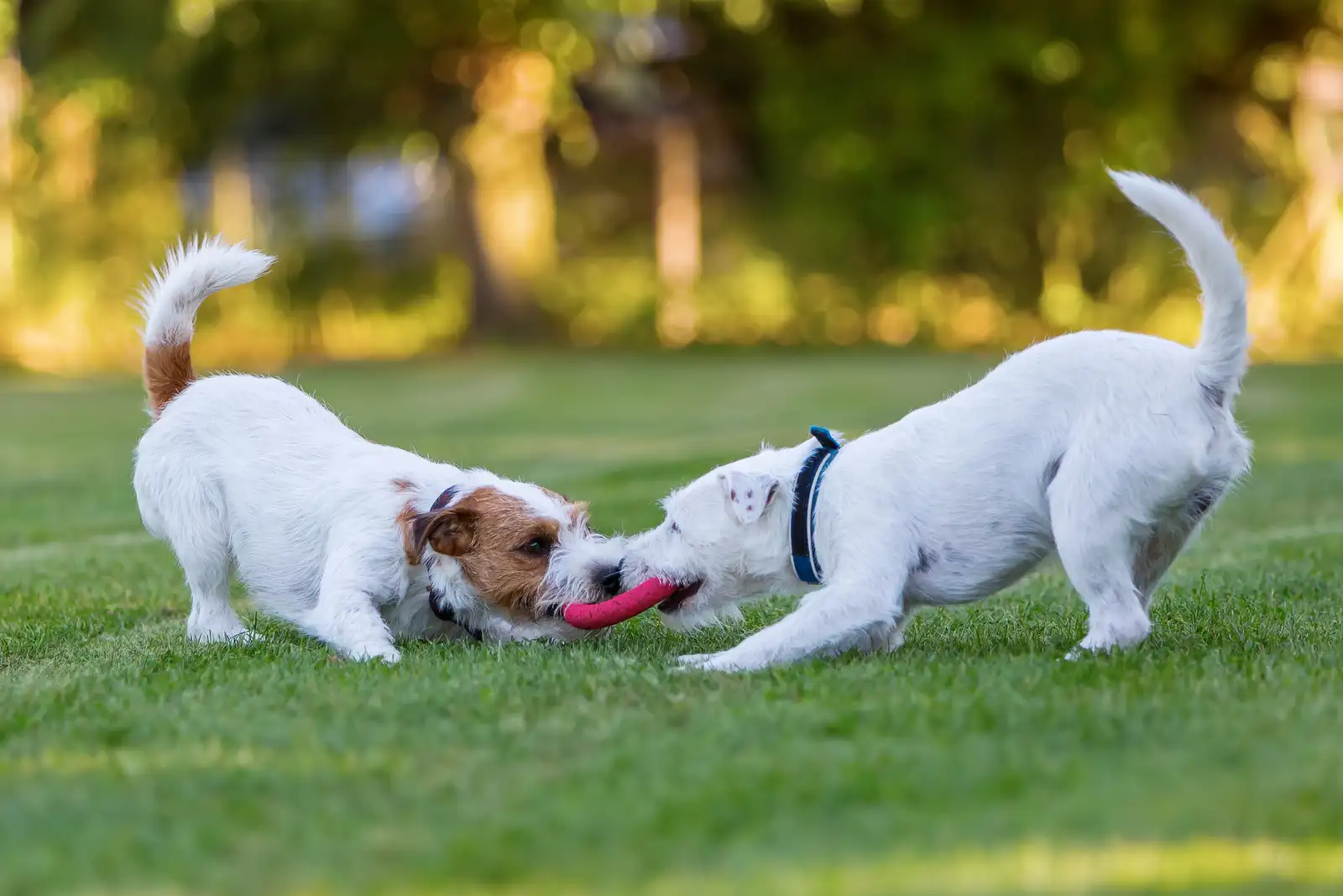 Why do dogs like to play tug of war so much?