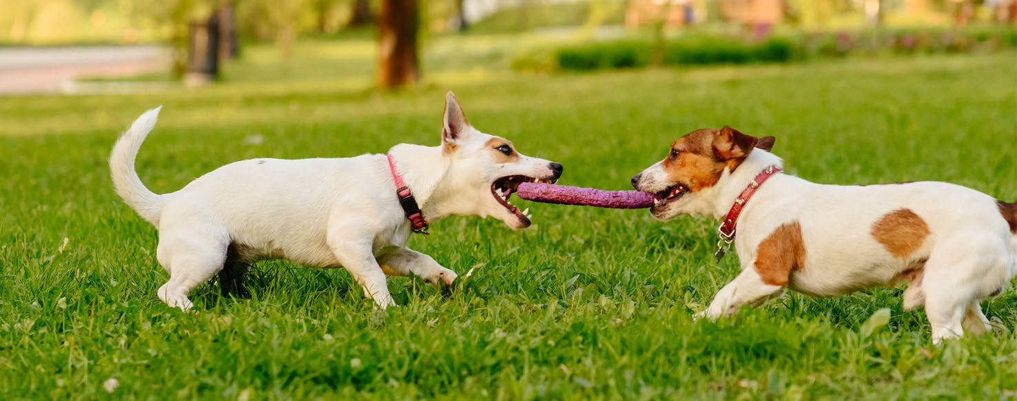 Why do dogs like tug of war with other dogs?