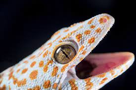 Why do geckos bite each other?