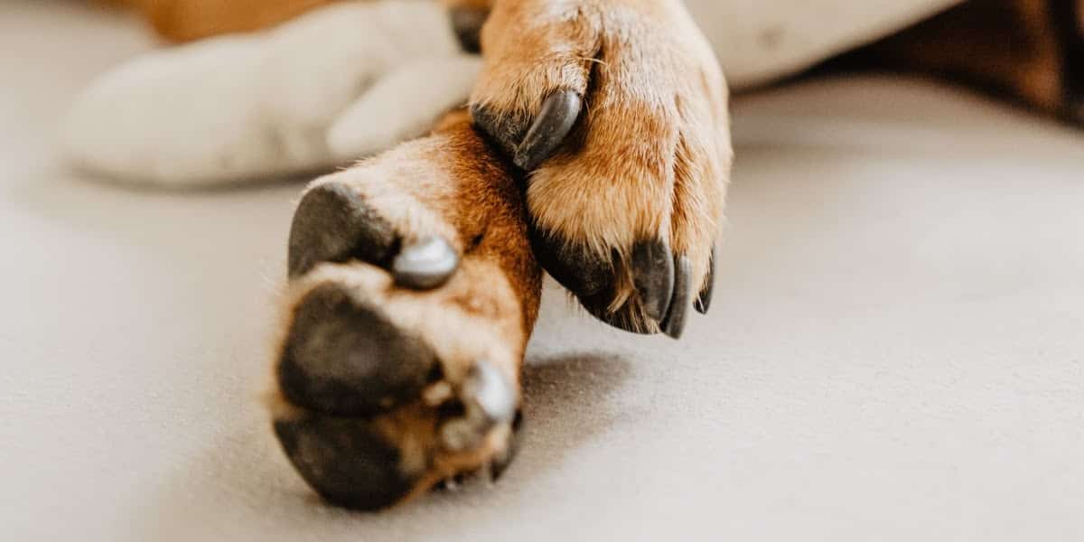 Why does my dog's paws smell like corn chips?