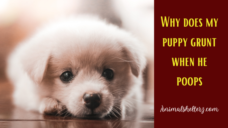 why-does-my-puppy-grunt-when-he-poops-animal-shelters