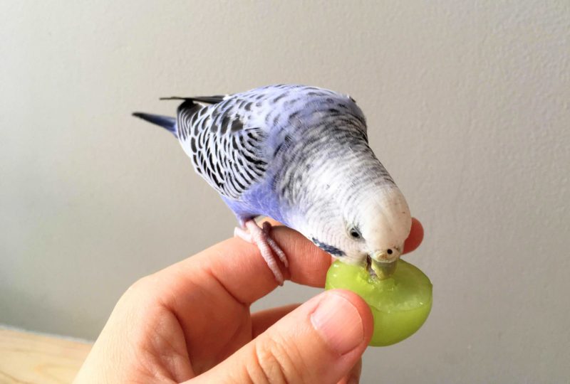 Why is my budgie not eating vegetables?