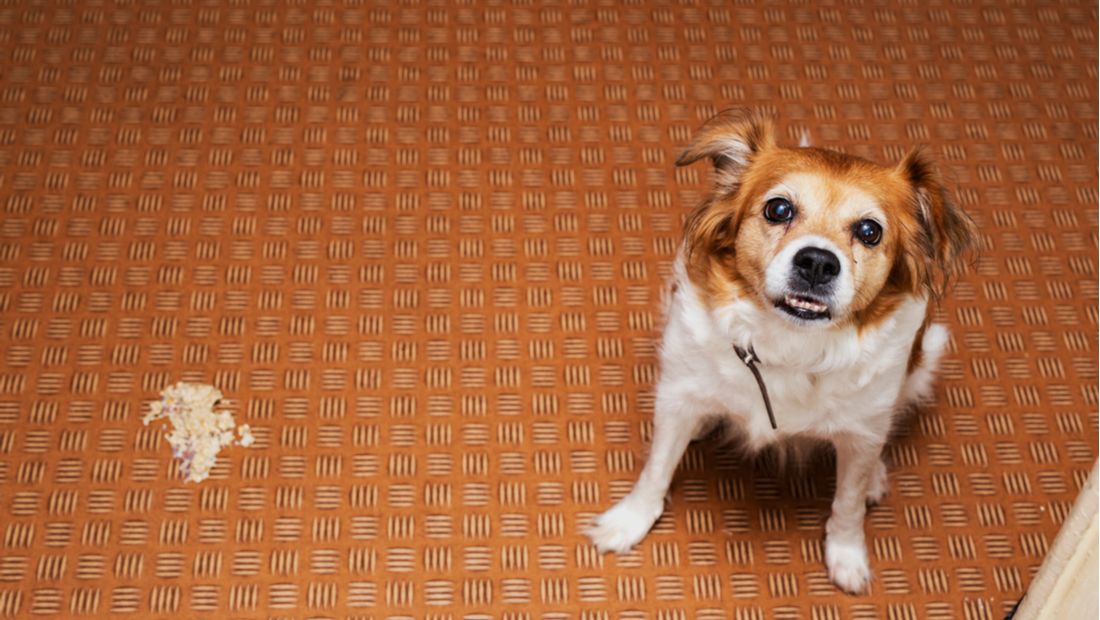 Why is my dog vomiting without eating?