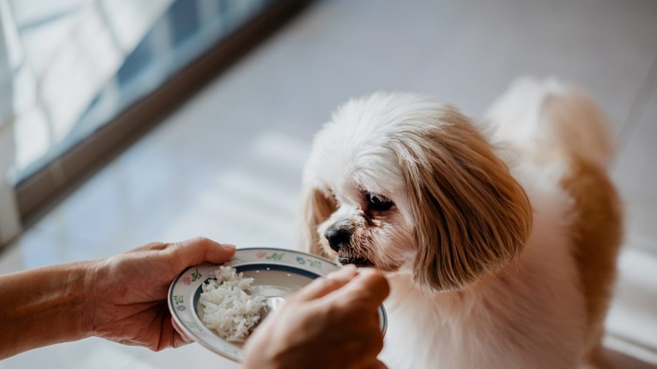 Why is rice not good for dogs?