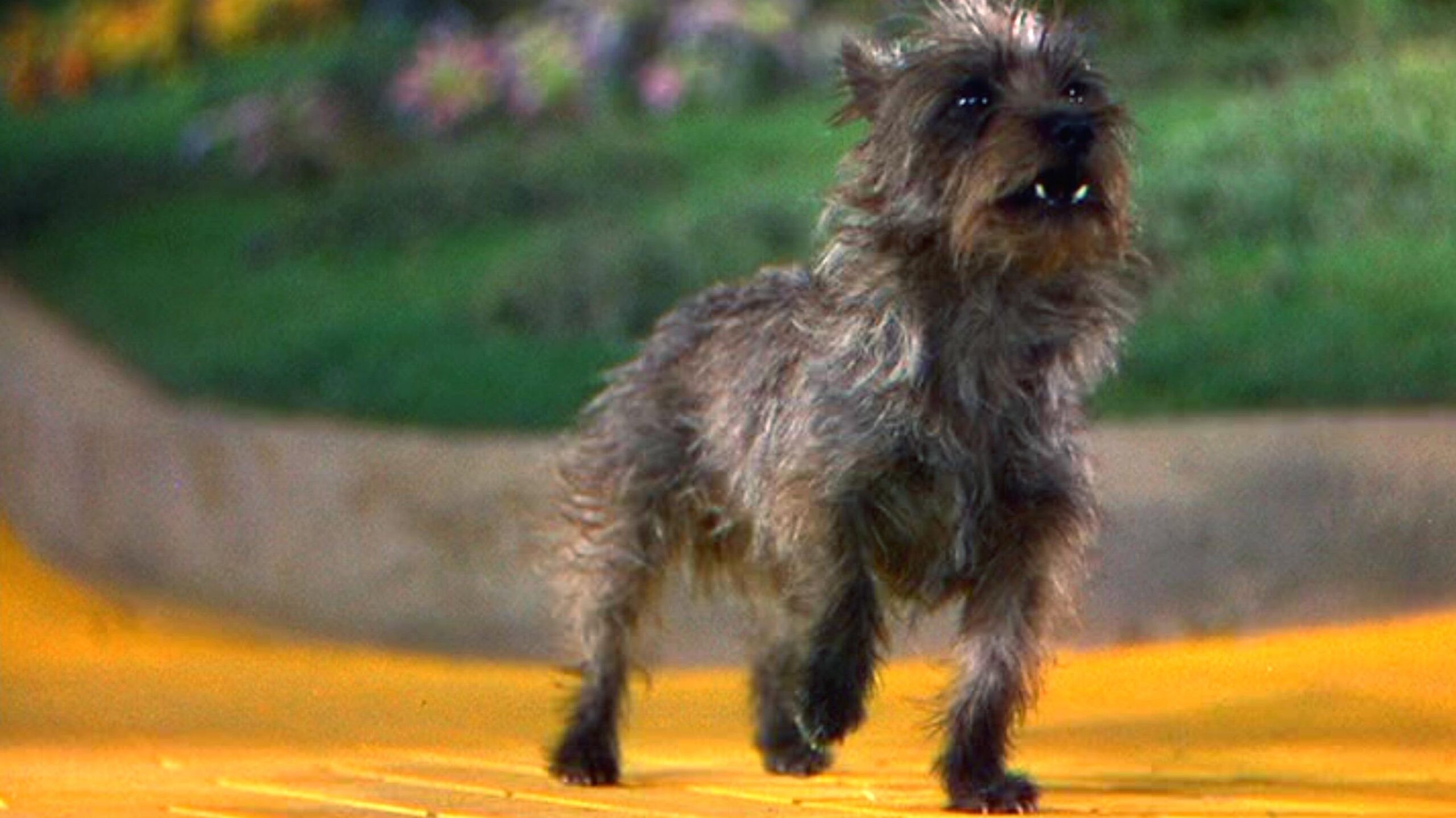 Why was Dorothy's dog named Toto?