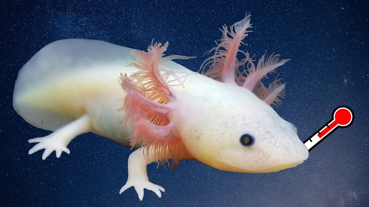 Why you shouldn't have an axolotl as a pet?