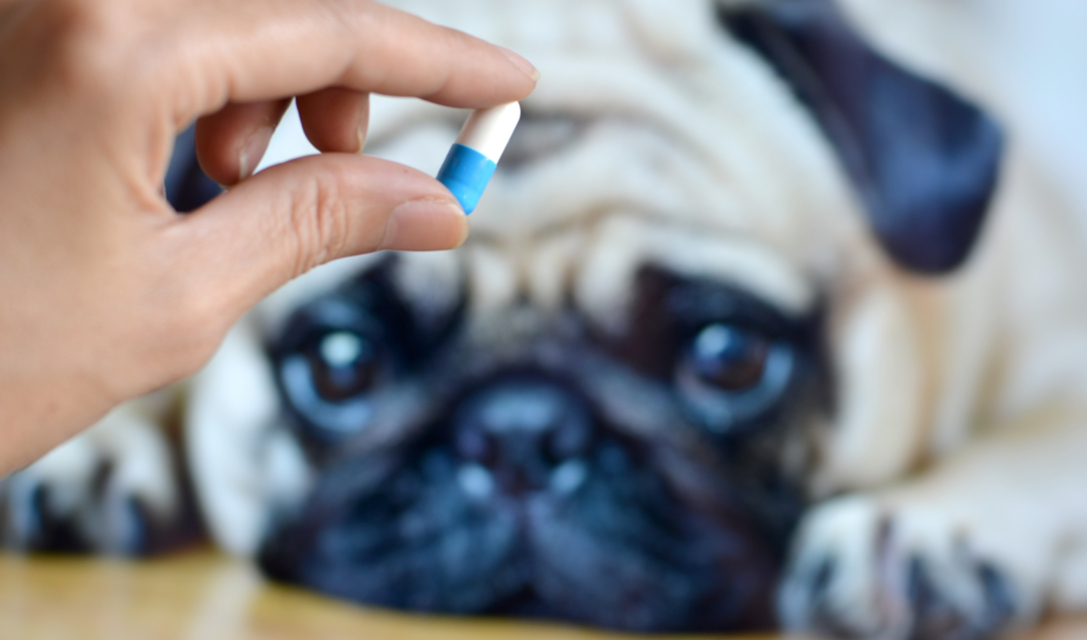 Will Imodium hurt my dog?