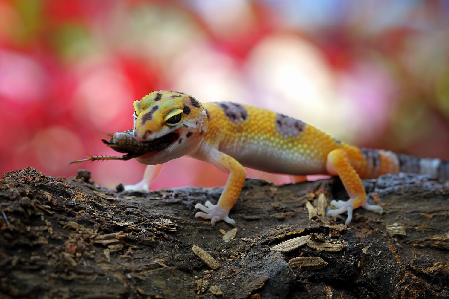 Will geckos eat geckos?