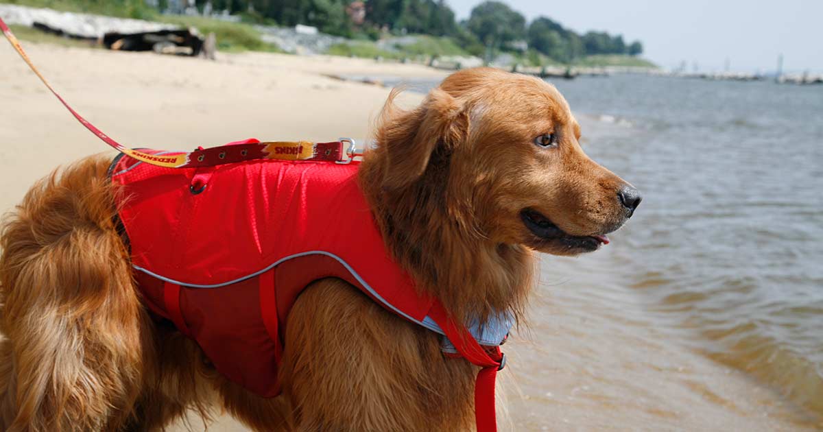Do golden retrievers need life jackets?