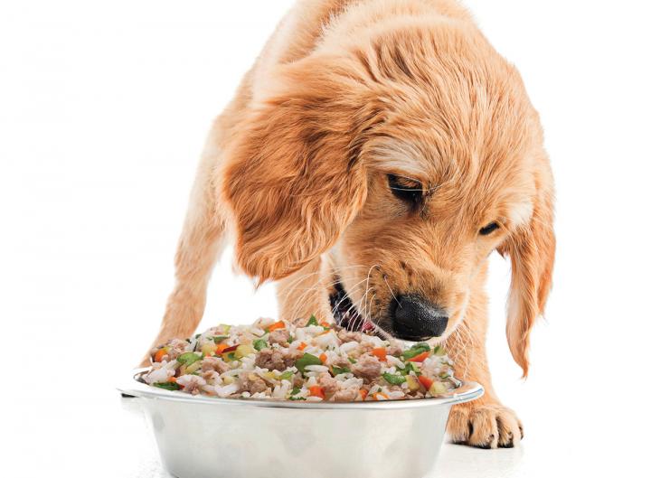 s it good for dogs to eat dog food?
