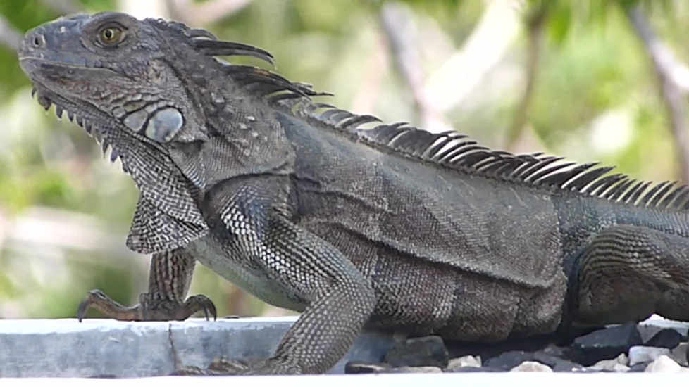 How big do spiny tailed iguanas get?