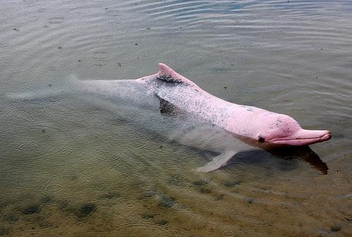 ¿Por qué los delfines son rosados?