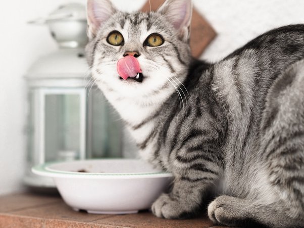 Can I give my cat a taurine supplement?