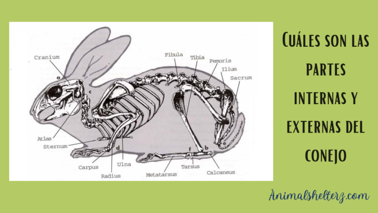 ¿Cuáles son las partes internas y externas del conejo?