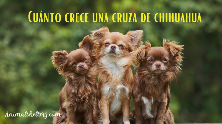 ¿Cuánto crece una cruza de chihuahua?