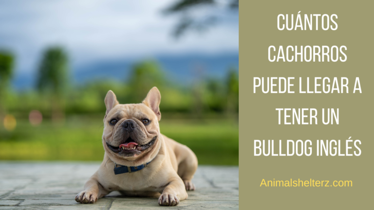 ¿Cuántos cachorros puede llegar a tener un bulldog inglés?