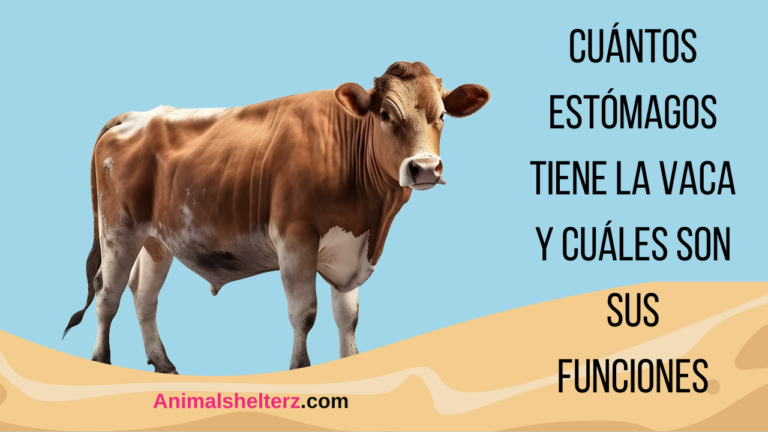 ¿Cuántos estómagos tiene la vaca y cuáles son sus funciones?