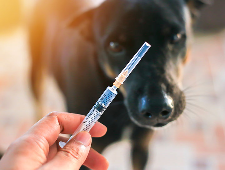 Do dogs have to eat before insulin?