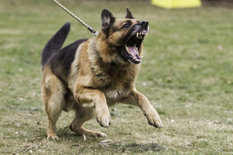 How can I rehome an aggressive dog?