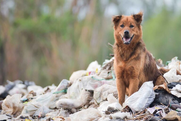 How do I keep my dog out of the kitchen trash can?