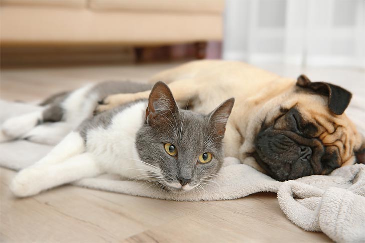 How do you know if your dog likes cats?