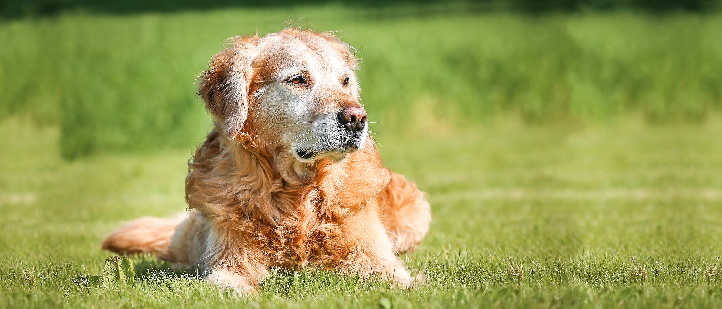 How Do You Stop Involuntary Urination In Dogs Animal Shelters