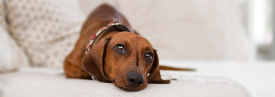 How do you treat hormonal imbalance in female dogs?