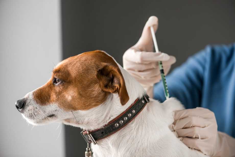 How long is rabies vaccine good for dogs?