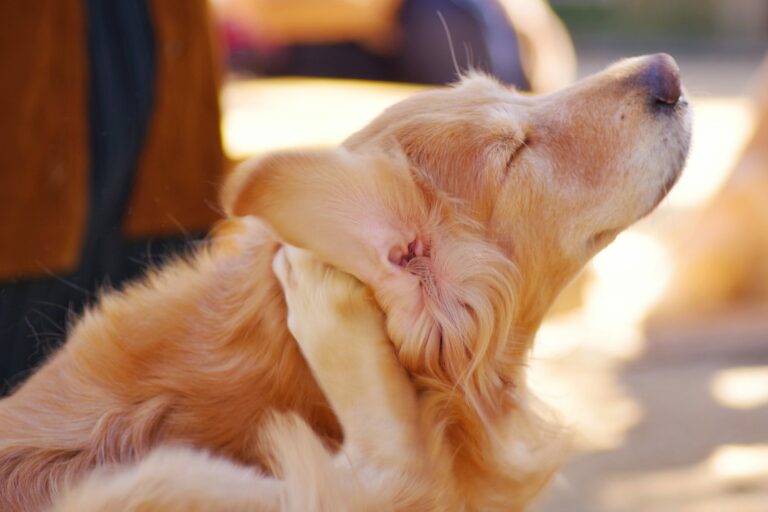 Is Face Cream toxic to dogs?