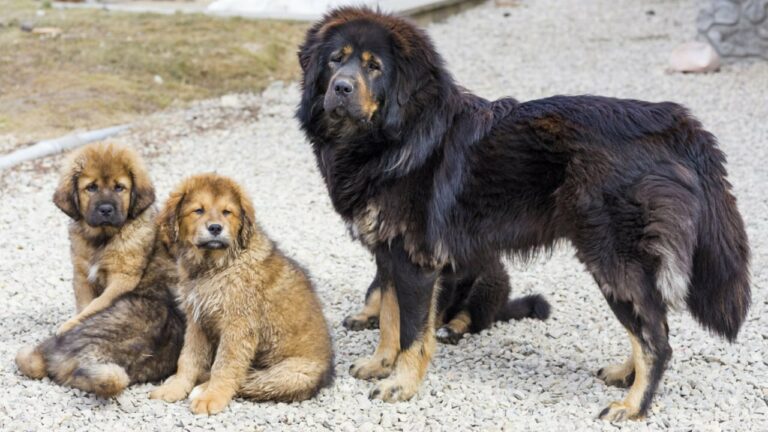 You asked: Is baking soda good for dogs skin?