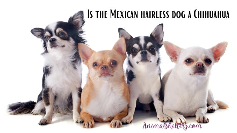 Is the Mexican hairless dog a Chihuahua?