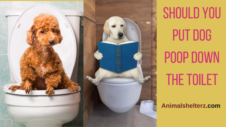 Should you put dog poop down the toilet?