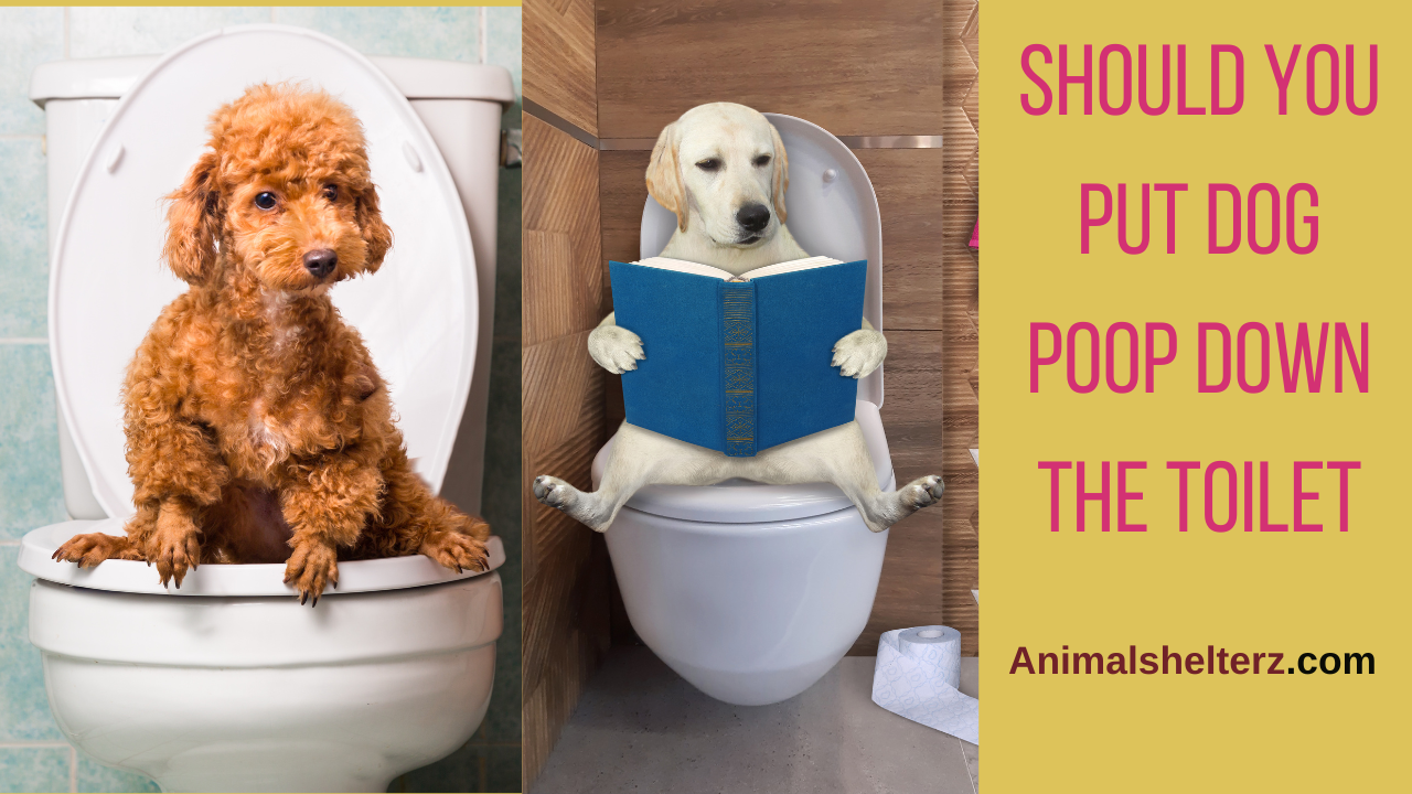 Should you put dog poop down the toilet