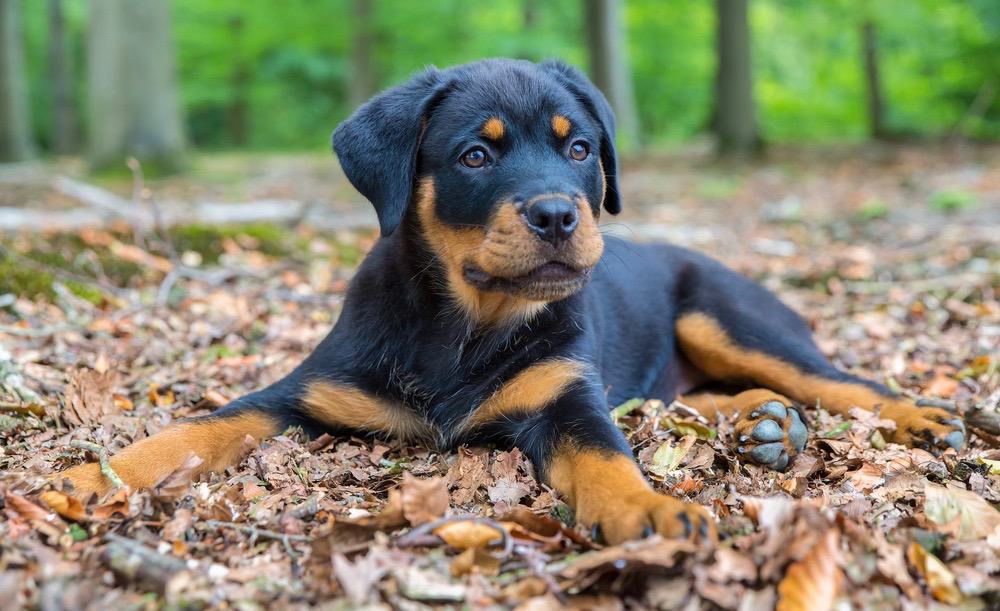 What dog food is good for Rottweilers?