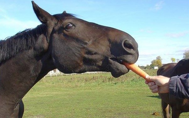 What human food can horses eat?
