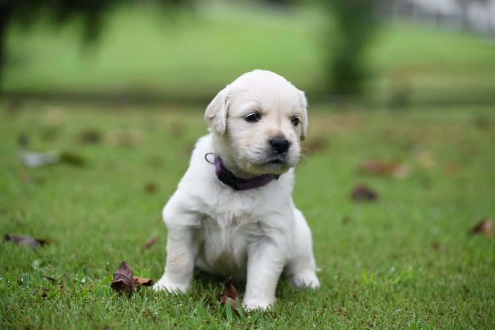 What should a puppy be doing at 4 weeks?