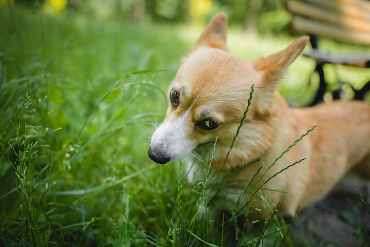 What to do if dog is eating grass?
