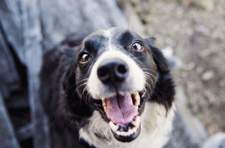 Why are dogs mouths cleaner than human’s?