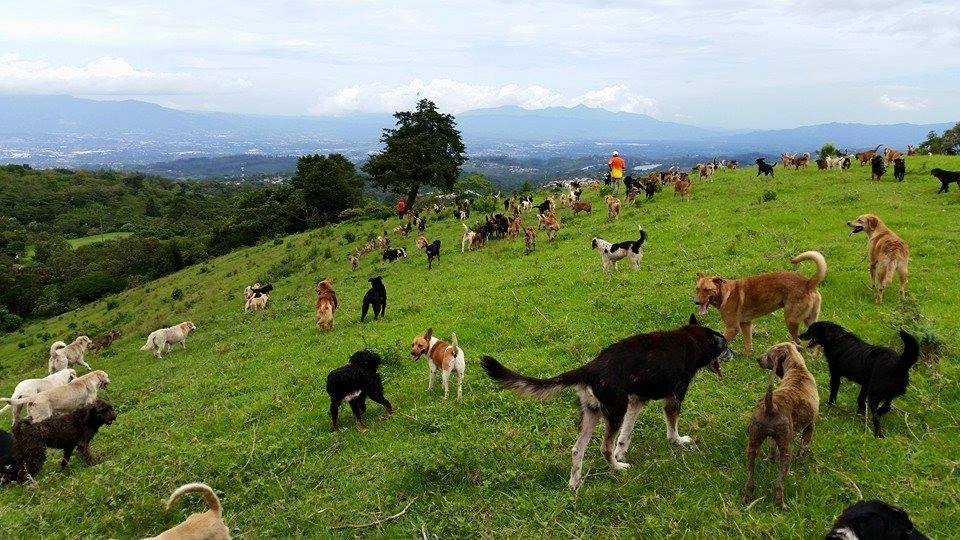 Why are there so many stray dogs in Costa Rica?