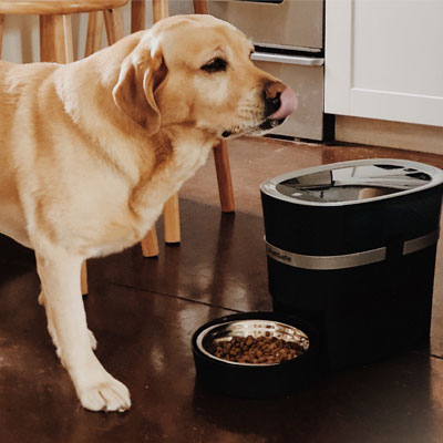 Why is my dog eating too fast?